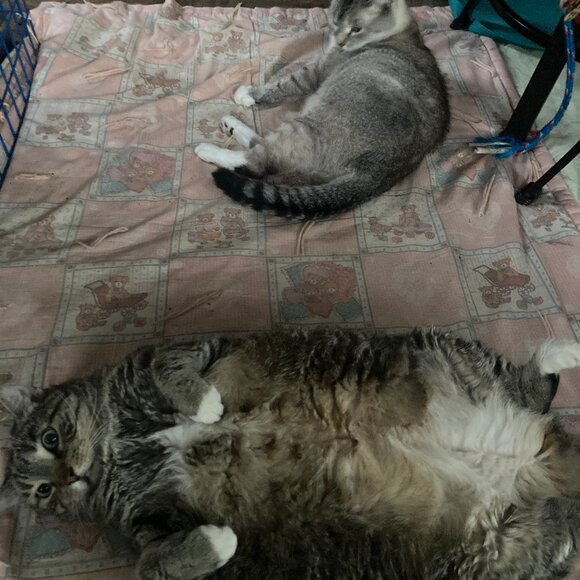 Meet your Posher, Mimi - Picture 1 of 2